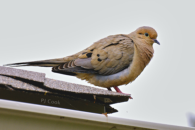 Mourning dove Pickering, Ontario Canada