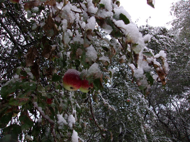 Snow covered apples Mono, Ontario Canada