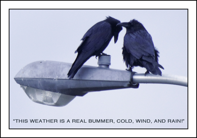 If crows could talk, Elliot Lake. Elliot Lake, Ontario Canada