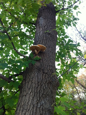 mushroom on the tree Ottawa, Ontario Canada
