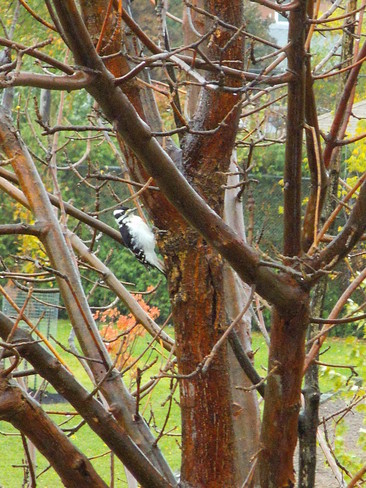 Hairy Woodpecker Downsview, Ontario Canada