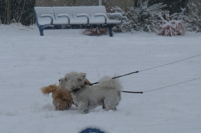 Dog Days of Snow Calgary, Alberta Canada