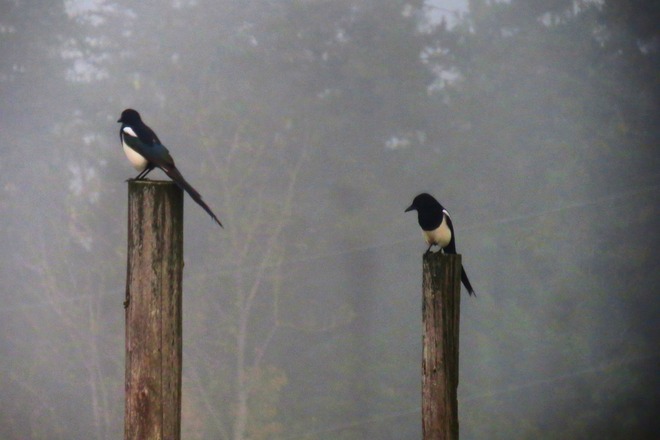 Magpies in the fog. Enderby, British Columbia Canada
