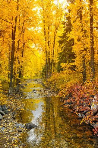 Autumn leaves Maple Ridge, British Columbia Canada