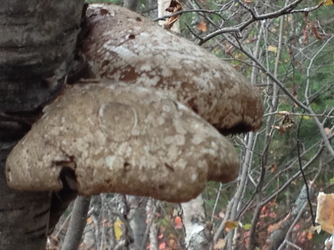 Mushrooms growing on Birch trees 