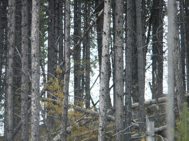 deer in the trees Fauquier, British Columbia Canada