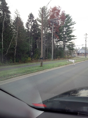 PieBauld Deer, in Oromocto This Morning Oromocto, New Brunswick Canada