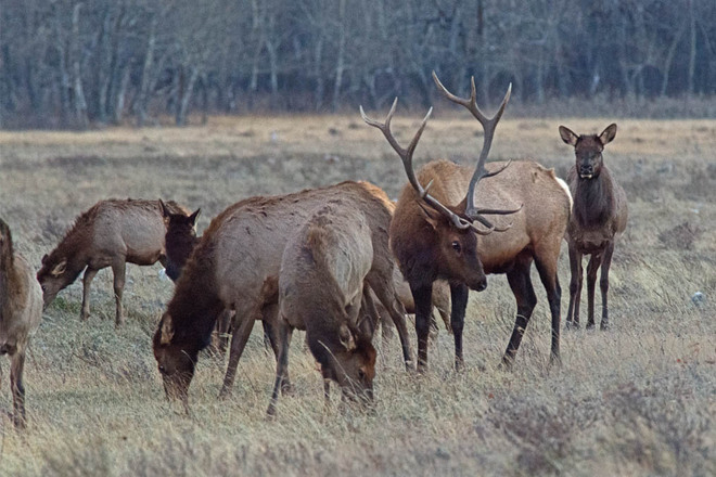 Elk Herd at Waterton Lethbridge, Alberta Canada
