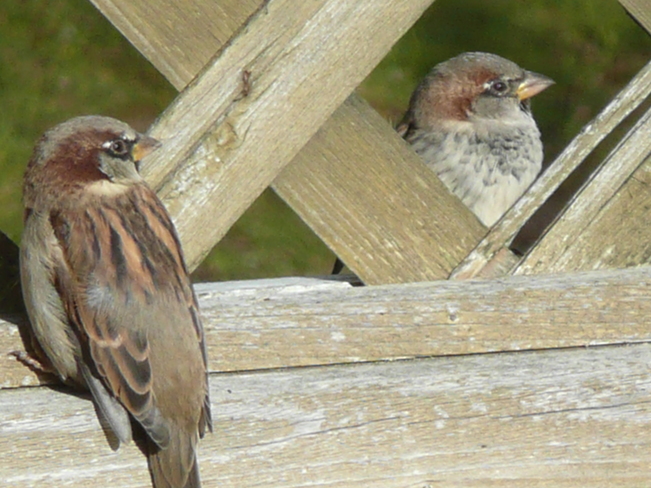 Male sparrows Grand Falls-Windsor, Newfoundland and Labrador Canada