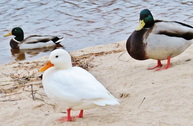 'Whitey' the duck returns to the beach. North Bay, Ontario Canada