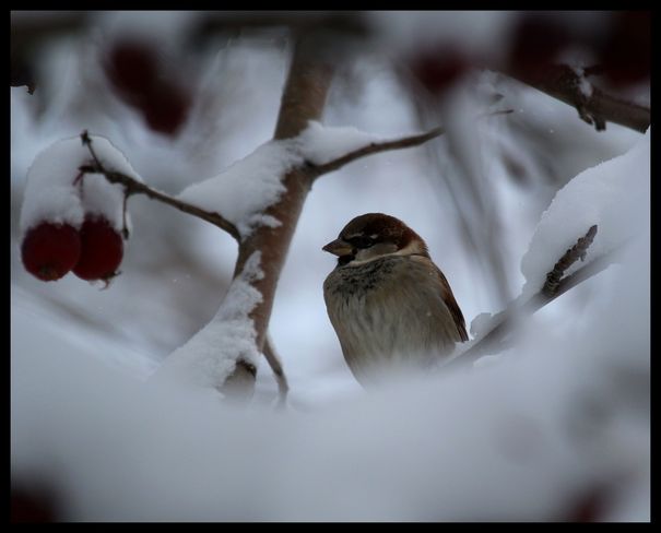 Sparrow Wetaskiwin, Alberta Canada