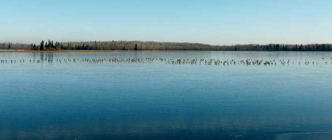 Hundreds of Geese on Island Lake Athabasca, Alberta Canada