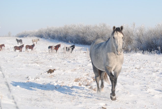 WHITE HORSE WHITE SNOW Reward, Saskatchewan Canada