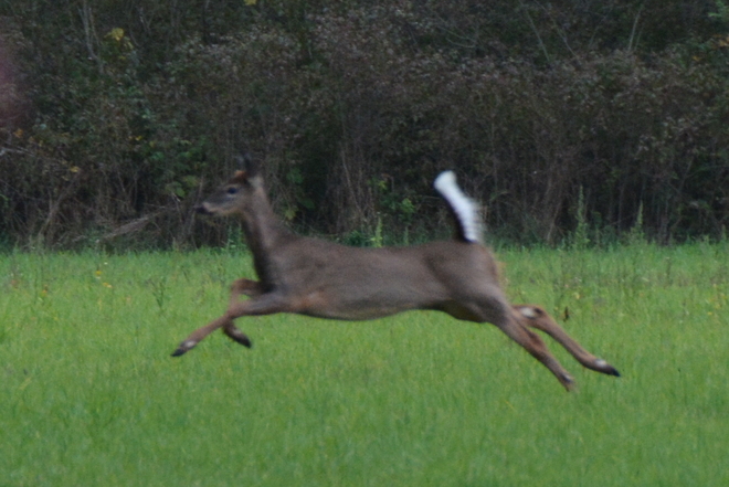 Running Deer Delhi, Ontario Canada