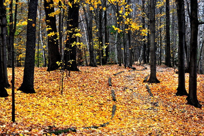 Autumn carpet Toronto, Ontario Canada