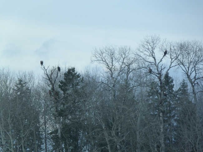 A group of eagles sitting in some trees Oxdrift, Ontario Canada