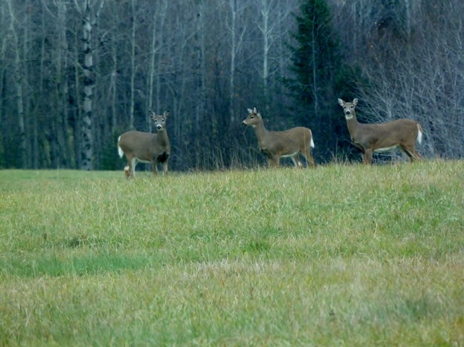 Curious deer herd Oxdrift, Ontario Canada
