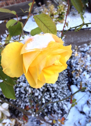 "Snowvember Roses" Brights Grove, Ontario Canada