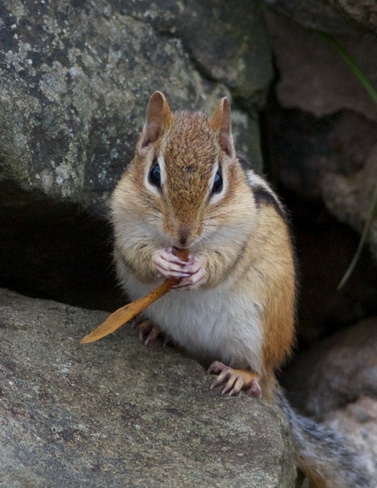 Eastern chipmunk eating a maple seed Moncton, New Brunswick Canada