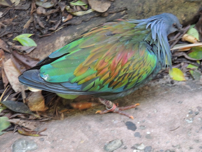 Nicobar Pigeon Orlando, Florida United States