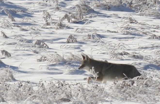 coyote running through the frost Calgary, Alberta Canada