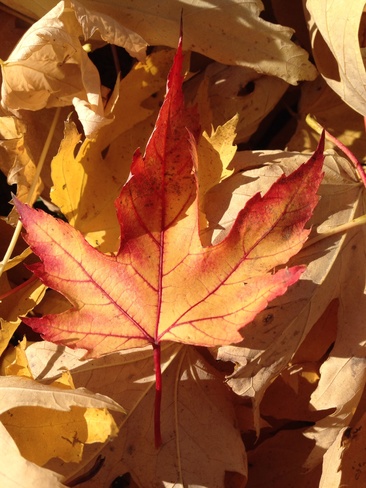 fall leaves Hamilton, Ontario Canada