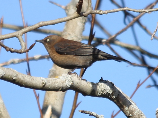 Rusty Blackbird Fergus, Ontario Canada