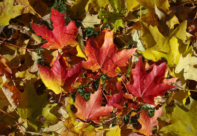 Autumn Leaves Montréal, Quebec Canada