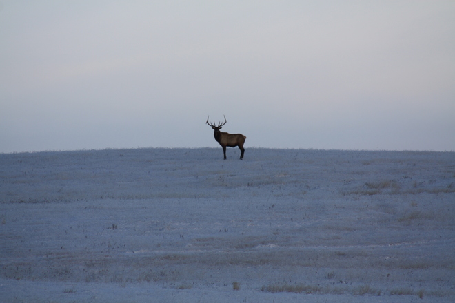 Bull elk Suffield, Alberta Canada