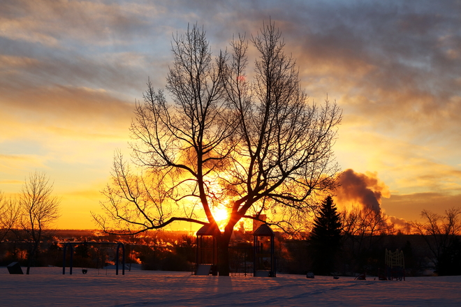 sunrise tree Calgary, Alberta Canada