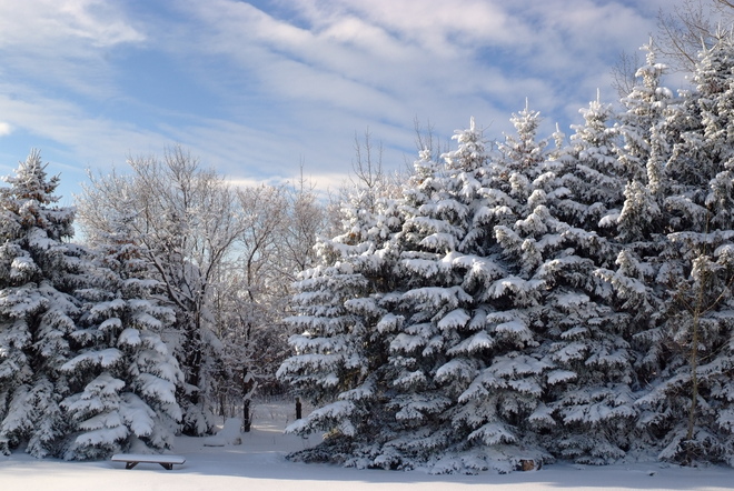 Snow Laden Trees Leduc, Alberta Canada