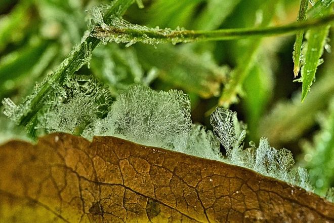 Frost on a Leaf Goderich, Ontario Canada