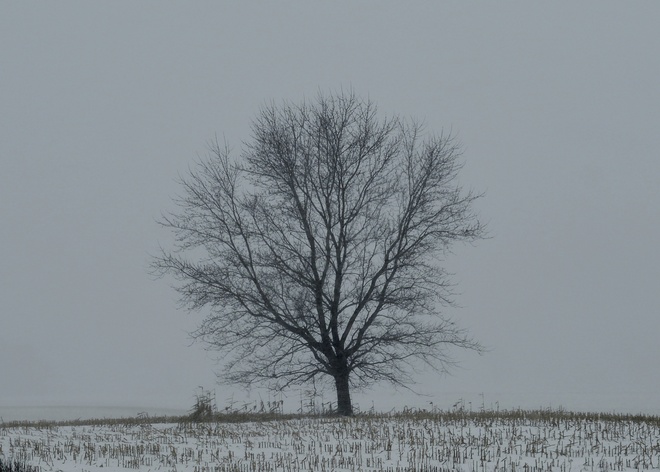 a winter tree 