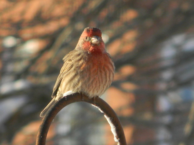 House Finch enjoying the sun on a very cold morning. 