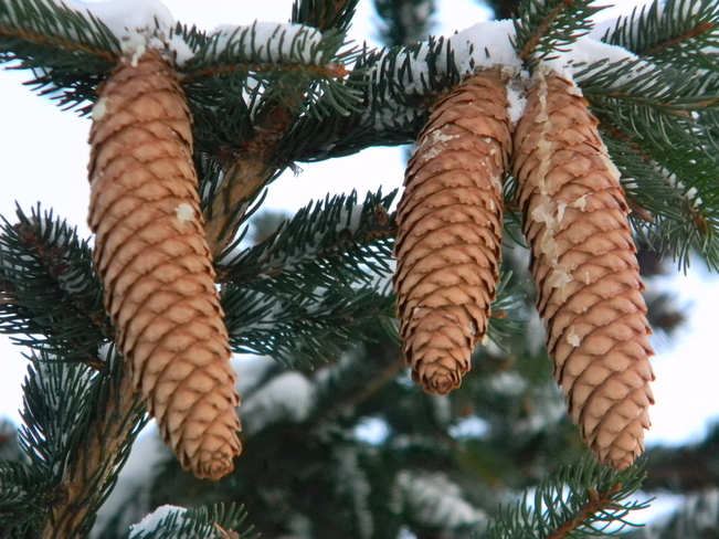 Pine - cones 