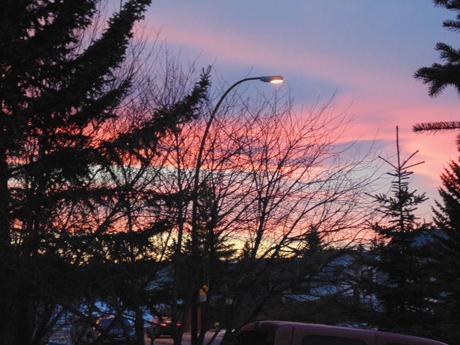 Sunset through the trees Calgary, Alberta Canada
