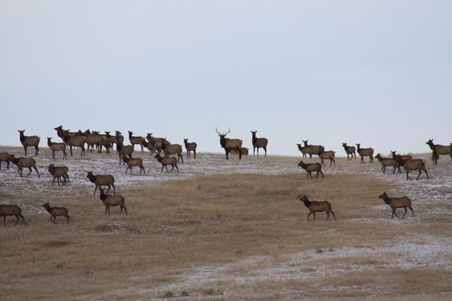 Elk Herd Ralston, Alberta Canada