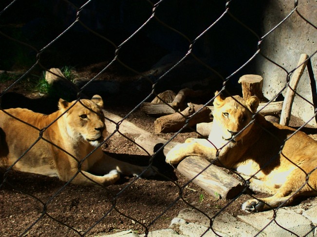 Rescued Lions San Diego, California United States