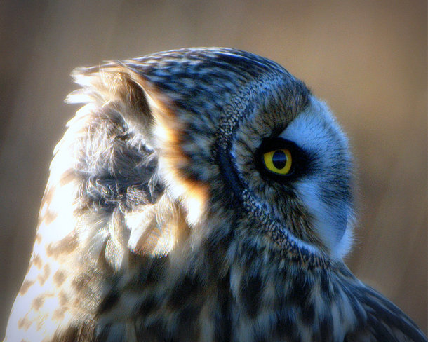 Gusty, Short-eared Owl Delta, British Columbia Canada
