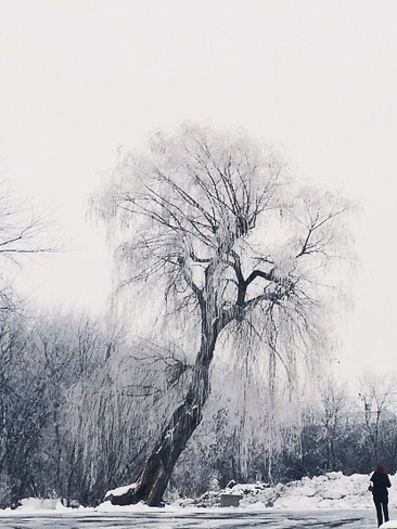 Weeping Willow in winter Pointe-Claire, Quebec Canada