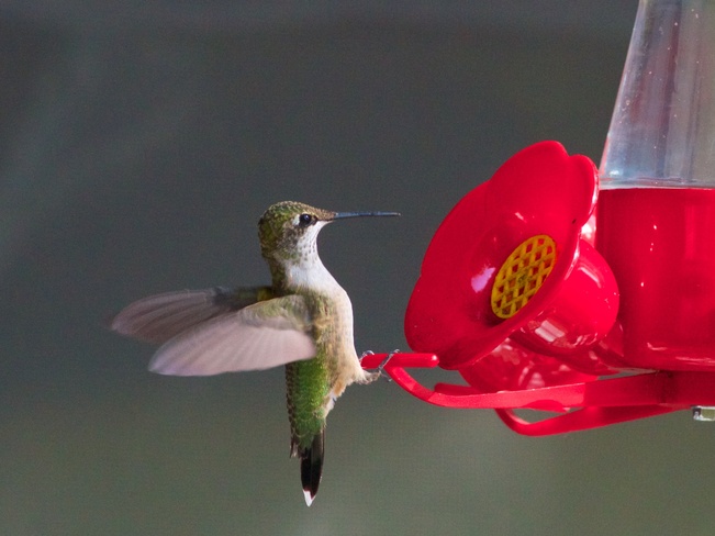 olive lake hummingbird Marten River, Ontario Canada