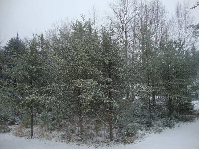 First Snow on the Trees Richibucto Road, New Brunswick Canada