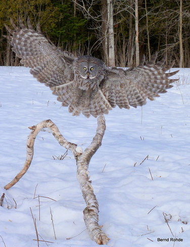 Great Grey Owl Ottawa, Kansas United States