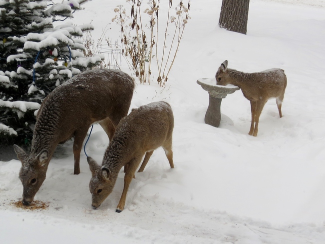 deer family Winnipeg, Manitoba Canada