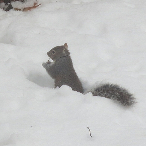 Squirrel in snow Nepean, Ontario Canada