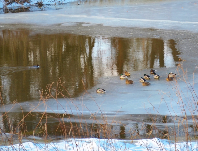 A Dozen Ducksicles Williamstown, Ontario Canada