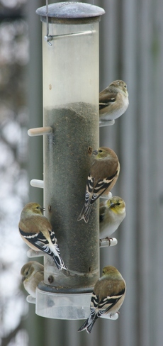 Goldfinch highrise Nepean, Ontario Canada