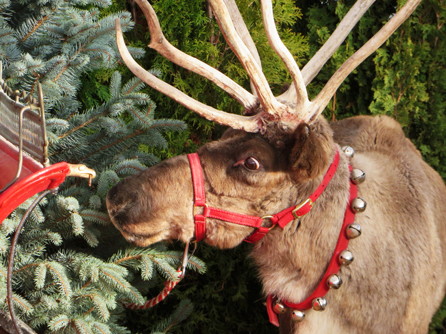 Reindeer Chatham, Ontario Canada