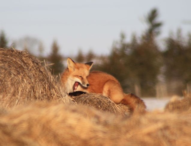 Yawning Fox Temiskaming Shores, Ontario Canada