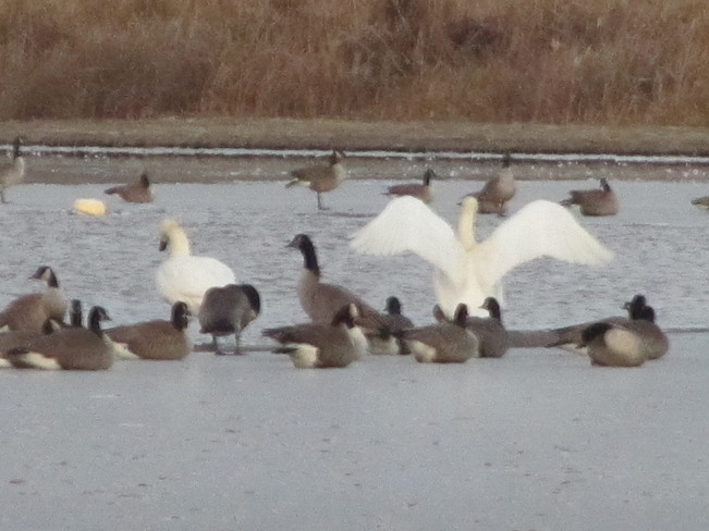 Make room on the ice for the Trumpeter Swans! Vernon, British Columbia Canada